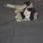 Mister Playing